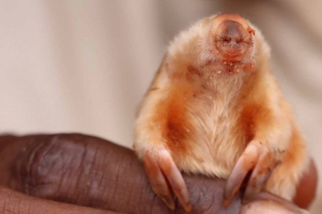 Small animal in a person's hand