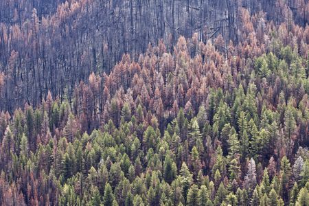 Forest in British Columbia that has borne both fire and beetle infestations