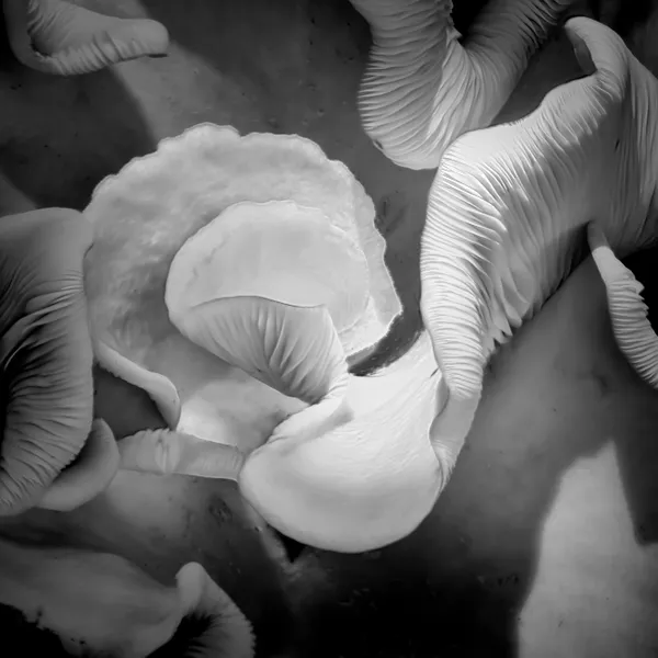 Oyster Mushroom thumbnail