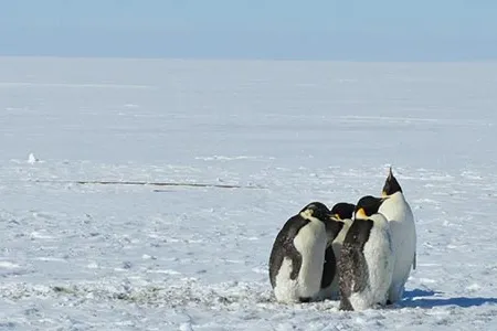 Four emperor penguins standing together near the ice roads in Antarctica.