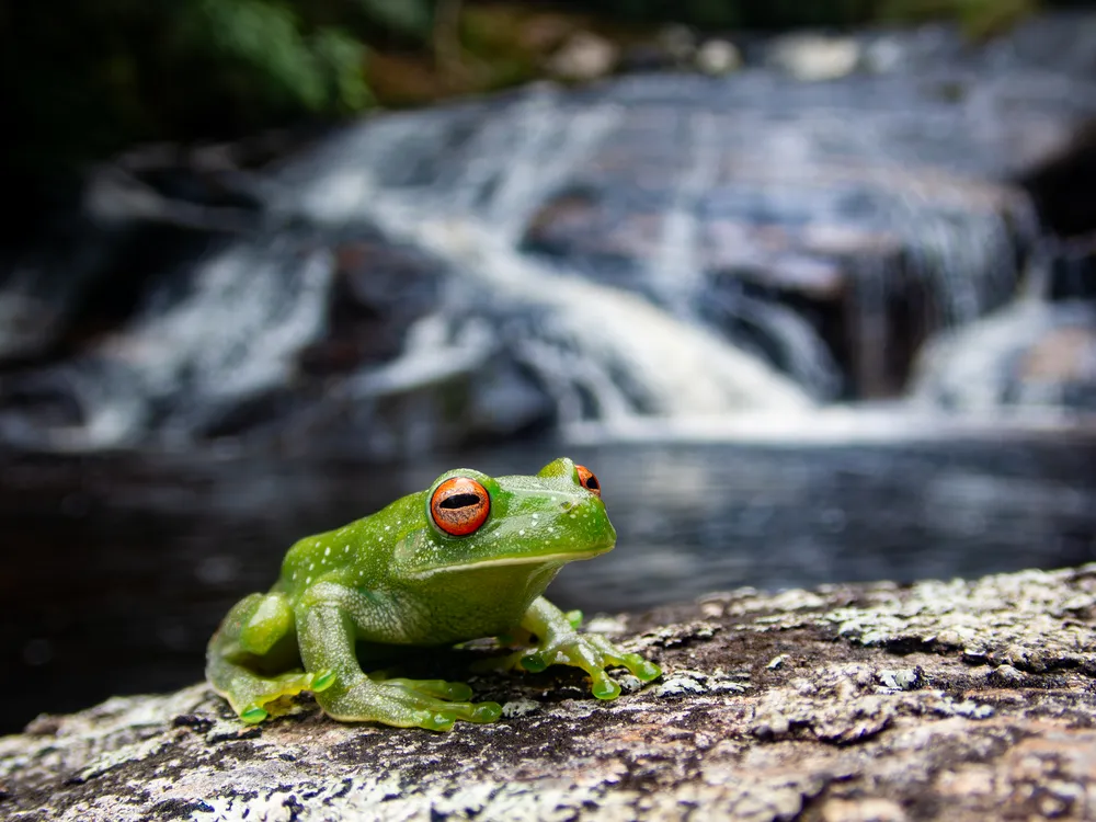 Atlantic forest treefrog Aplastodiscus leucopygius