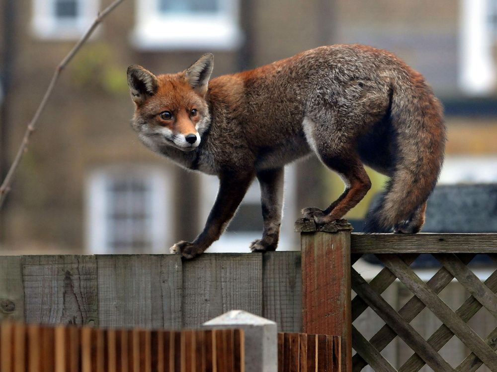 A fox walks on a fence in London