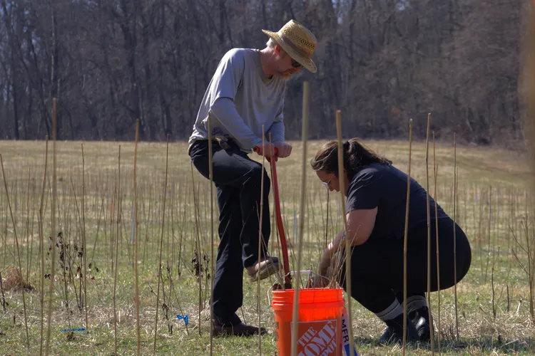 Volunteers have played a vital role in SERC's Functional Forests project. They've helped plant trees, put up deer fencing and mapped the tree locations with bamboo stakes, among other duties.