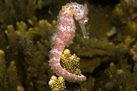 Unlike the tails of almost all other animals, seahorse tails are more like square prisms than cylinders.