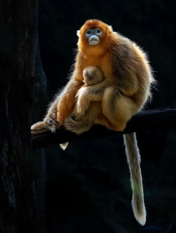 Mother golden monkey holding little monkey thumbnail