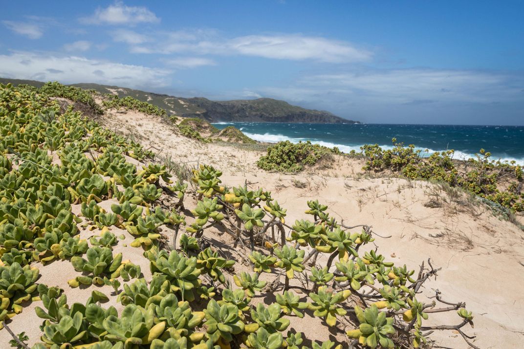 Hawai‘i's Last Dunes Are Home to Species Found Nowhere Else on the Planet