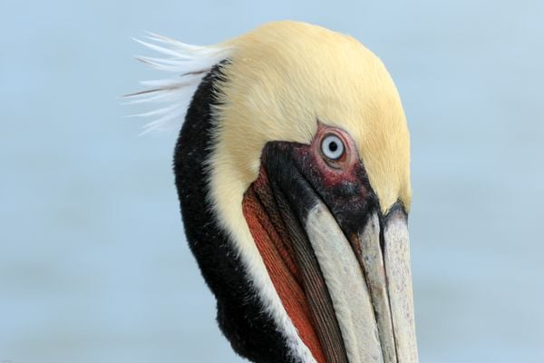 Pelican portrait thumbnail