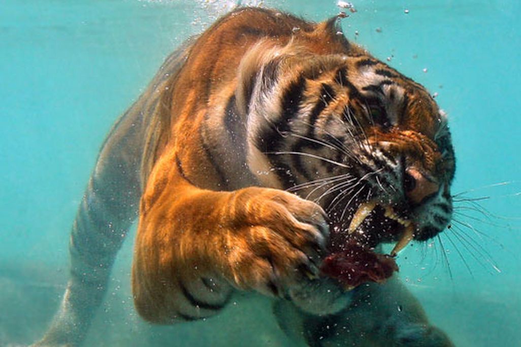201105201040476th-photocontest-natural-tiger.jpg