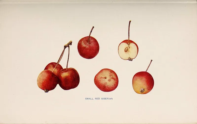 NY Apples