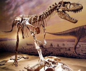20110520083207Albertosaurus-skeleton-300x246.jpg