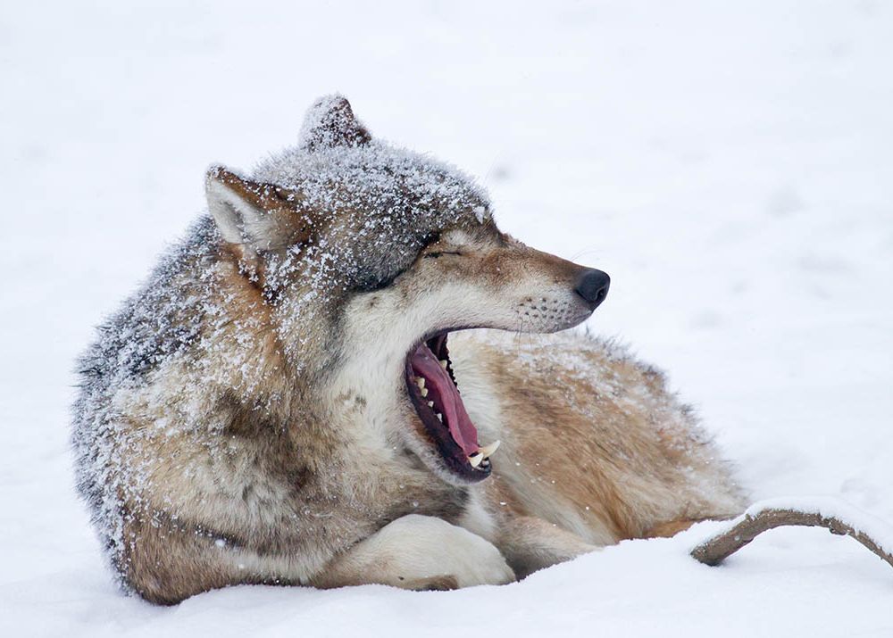 Wolf yawning, Germany