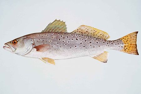 To attract females, males release a series of mating calls