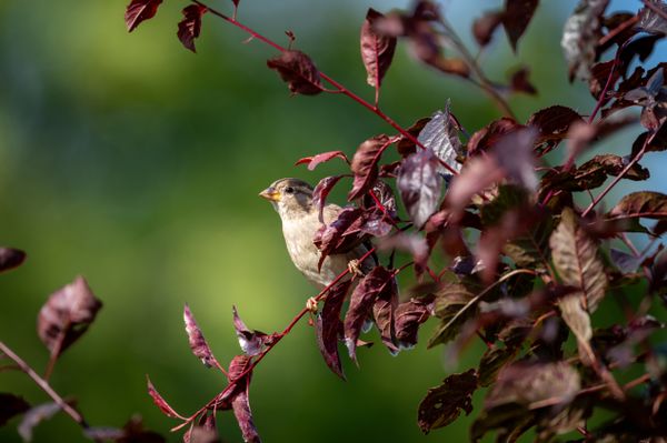Backyard Bird thumbnail