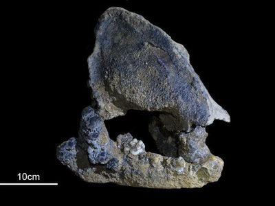 DNA from this panda skull, found in Cizhutuo cave in southern China, is the oldest panda DNA ever sequenced.
