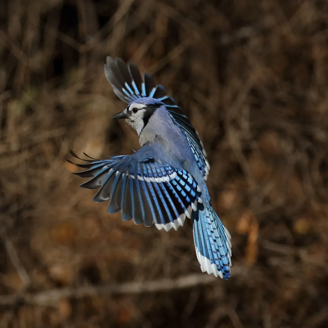 Blue Jay landing feathers in full color | Smithsonian Photo Contest ...