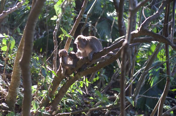 Baby monkeys hugging, Sacred Monkey Forest, Ubud, Bali thumbnail