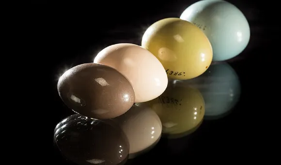 Each species of tinamou—a nearly-flightless bird from South and Central America—lays a different color of glossy egg. The males build the nest and incubate the eggs, while the females nest-hop, laying eggs in multiple nests. Visit our #ObjectsofWonder exhibit to see the eggs of tinamous and other bird species (Photo Credit: Paul Fetters for the Smithsonian).
