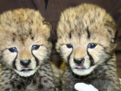The National Zoo's new cheetah cubs, at 16 days old