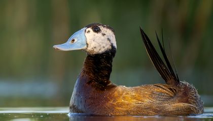 Spain’s White-Headed Ducks Have a Signature Color Right in the Name. And That Isn’t Even Their Most Remarkable Hue