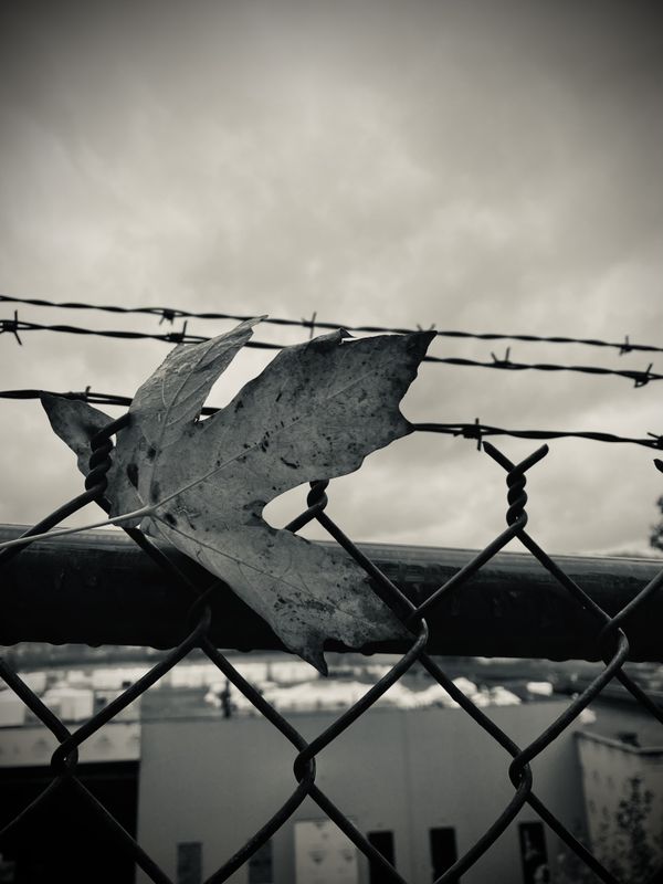 A leaf stuck in fence, barbed wire overhead thumbnail