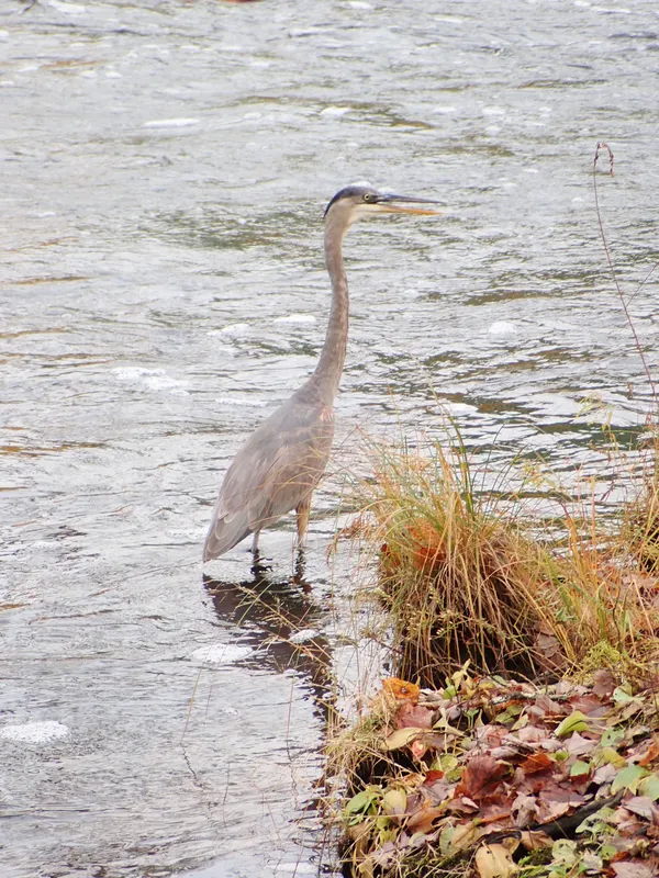 Blue Heron in The Ipswich River thumbnail