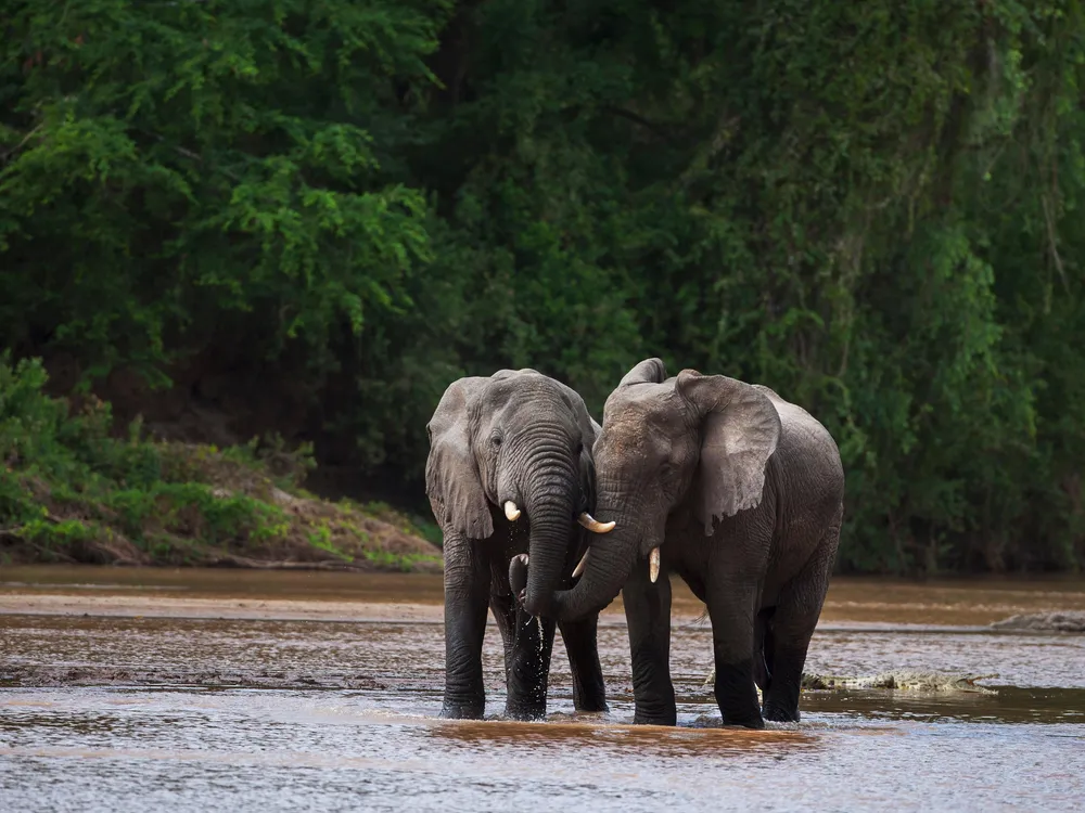 Tana River Elephants