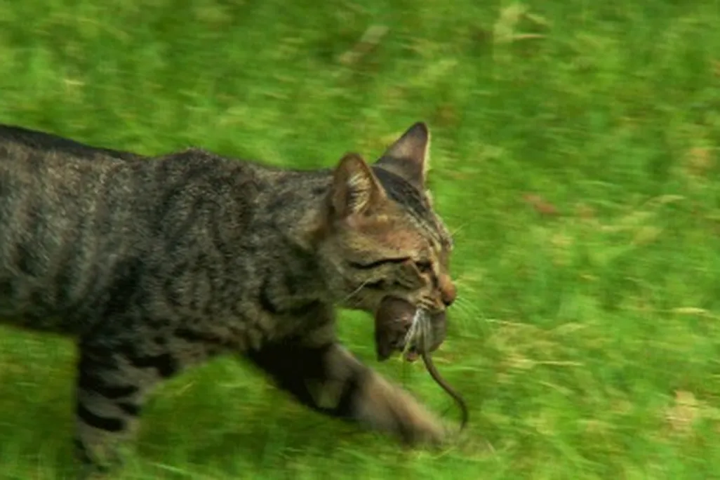 Toxoplasma gondii requires the cat digestive system for reproduction, so it hitches a ride in a rat
