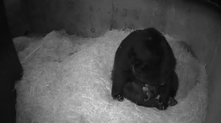 The first Andean bear cub was born at 12:01 am, the second at 2:02 am, on December 13 to proud mother Billie Jean.