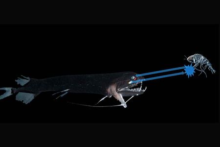 A midwater creature has few ways to hide from predators. A new report says some tiny crustaceans use tiny spheres that might be bacteria to cloak themselves with invisibility.