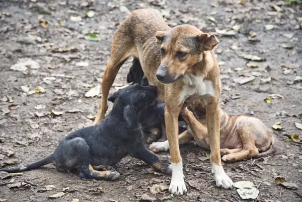 Mother’s instinct thumbnail