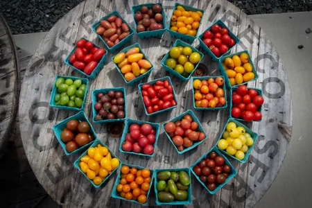 More than 30 different varieties of cherry tomatoes are grown at this farm in Hillsborough.