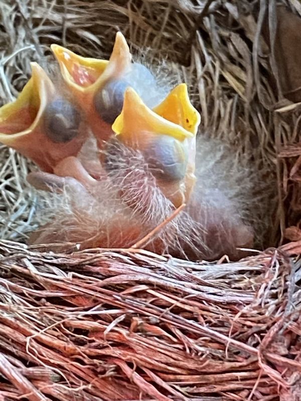 Newborn Robin chicks ready for dinner thumbnail