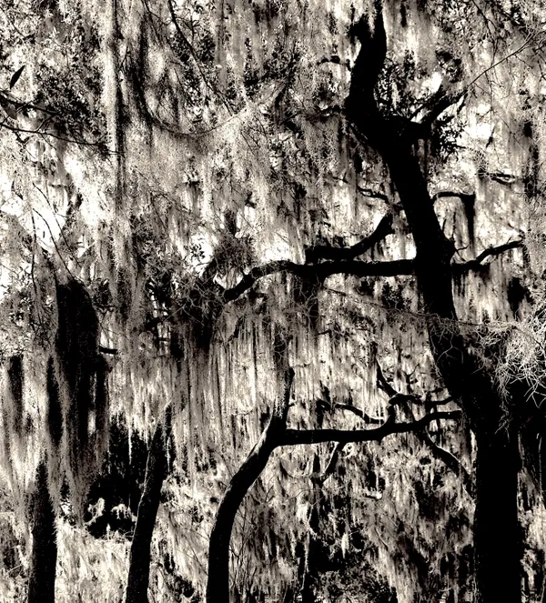 Moss Trees thumbnail