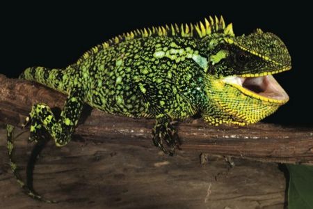 A female specimen of the newly discovered Alto Tambo woodlizard. 