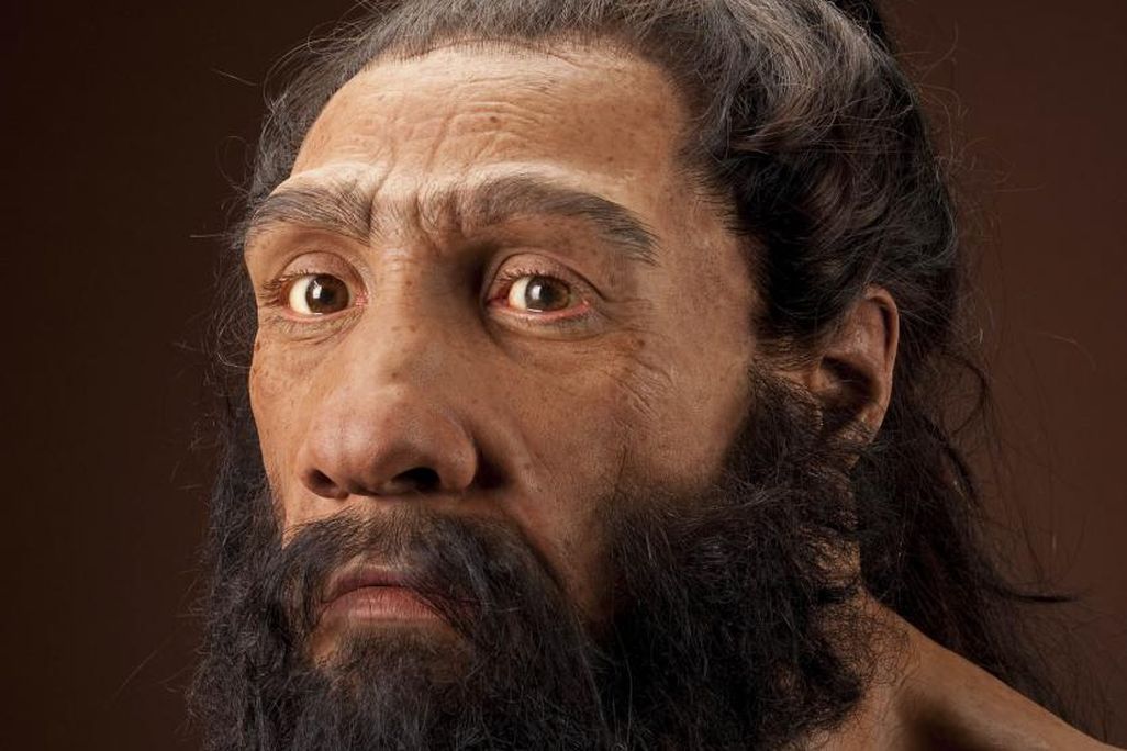 neanderthalensis_JG_Recon_Head_CC_3qtr_lt_sq.jpg