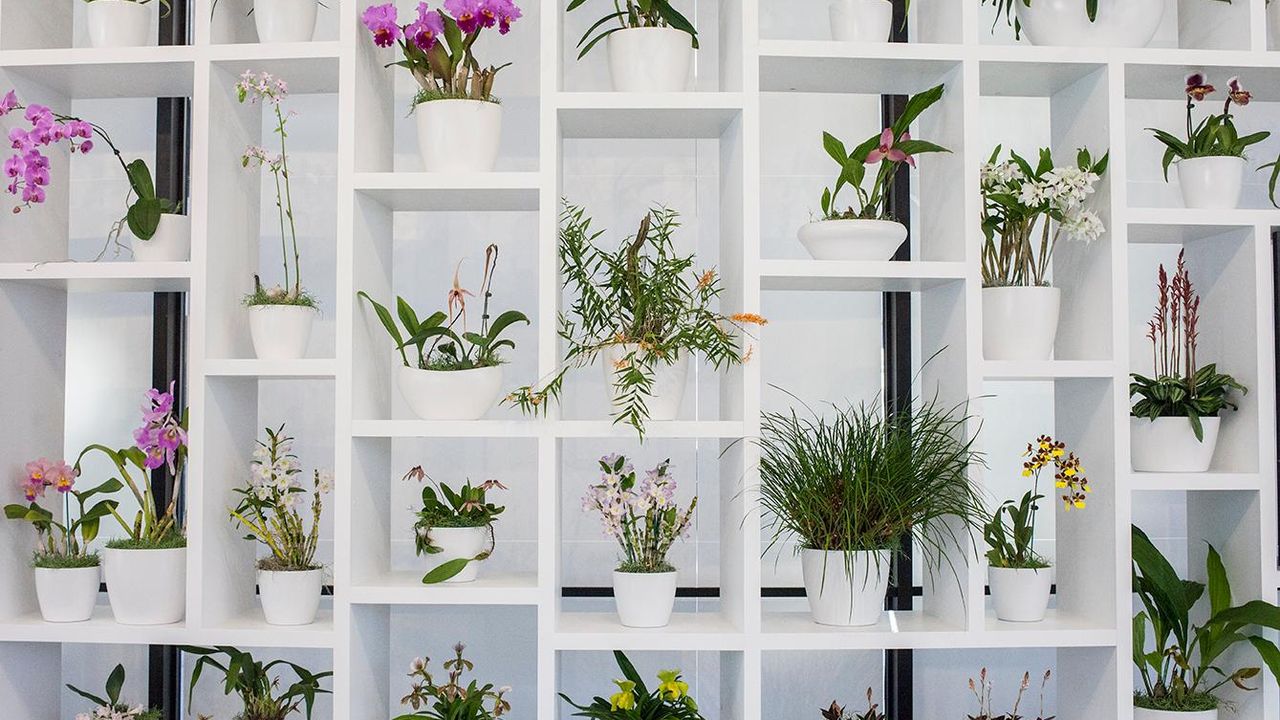 Why Orchids Belong in an Art Museum