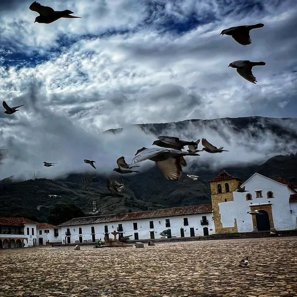 Birds in the square thumbnail