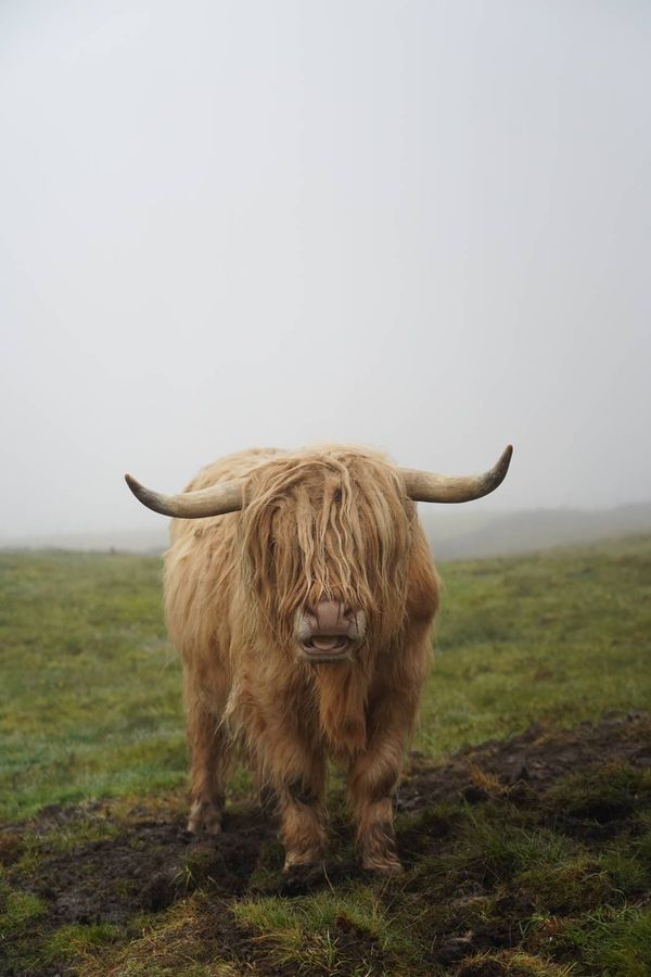 Highland Calm thumbnail