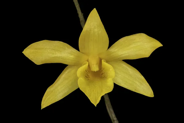 Dendrobium hancockii flower thumbnail