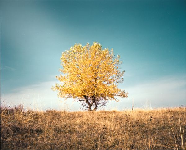 Tree of Life thumbnail
