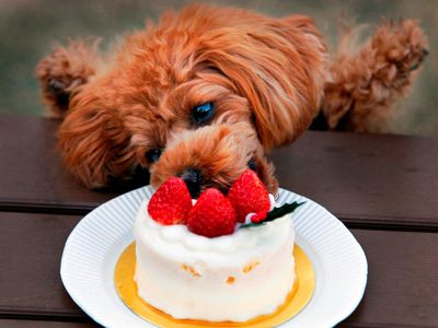 A dog eats a special Christmas cake in Tokyo, celebrating with the festive red and white dessert. (AP Photo/Itsuo Inouye)