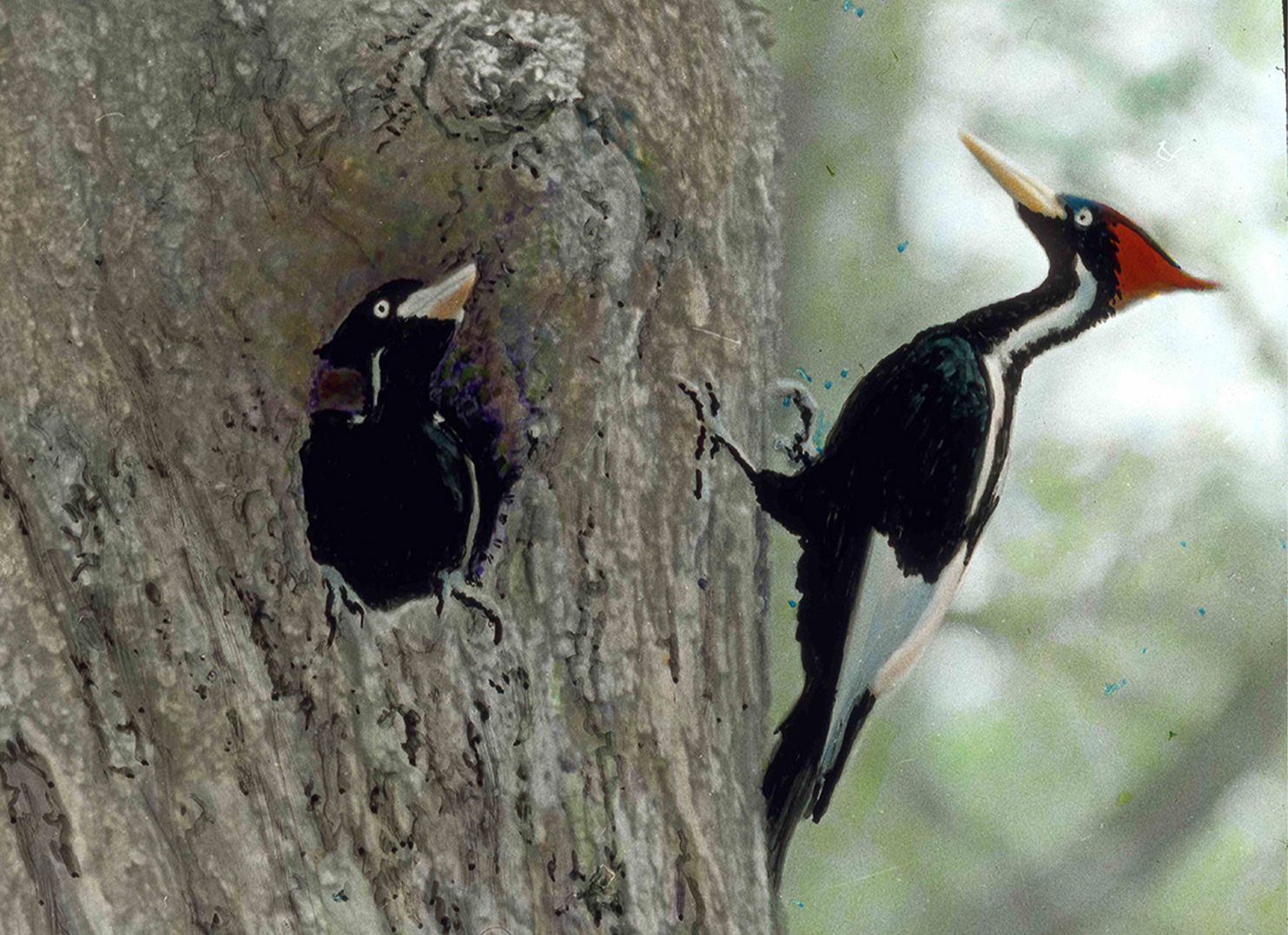 The Hero Who Convinced His Fellow Ornithologists of the Obvious: Stop ...