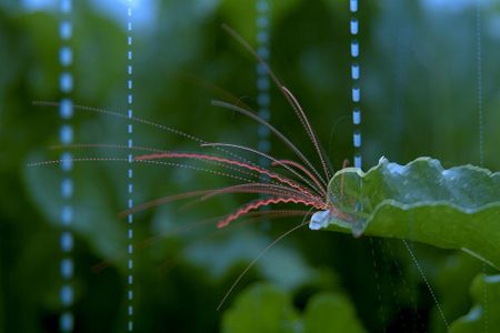 Dyed droplets are propelled off leaves by simulated rainfall
