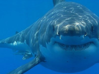 Individual sharks, like people, possess their own distinct personalities.
