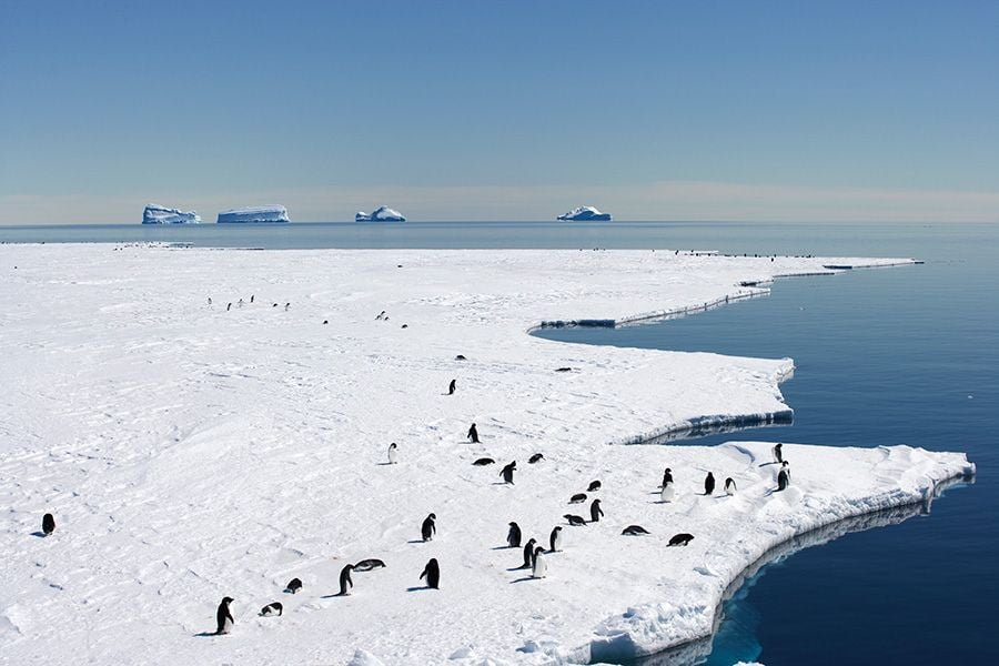 Penguins in East Antarctica
