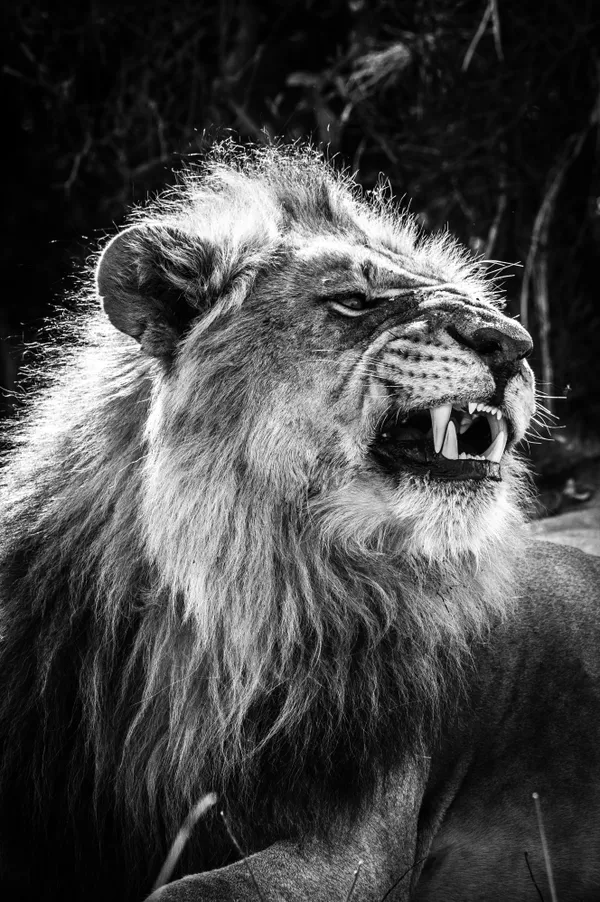 A male lion in the Okavango delta rests. thumbnail