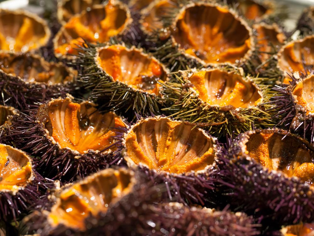 Fresh sea urchins