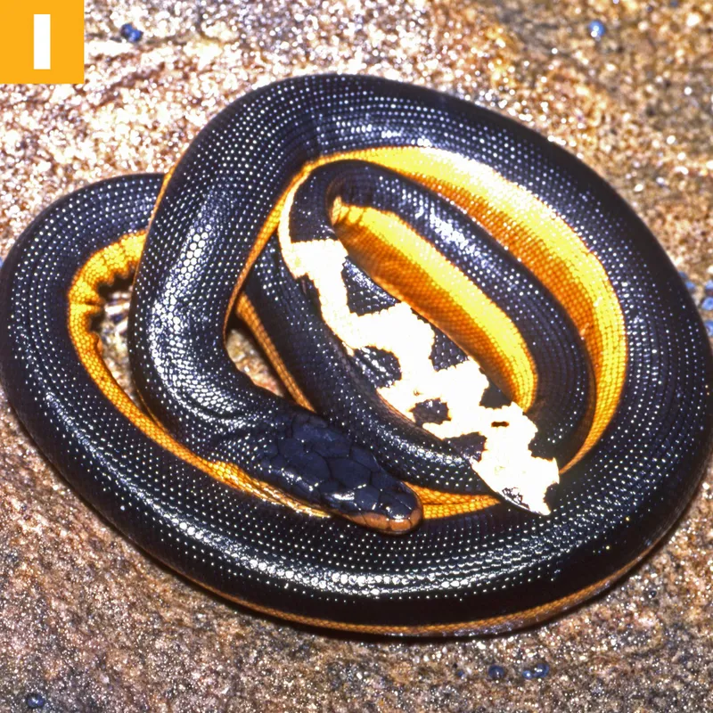 To Scientists' Surprise, Even Nonvenomous Snakes Can Strike at Ridiculous  Speeds, Science