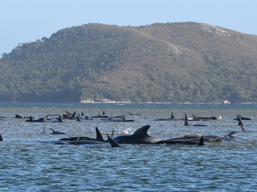 An expanse of shallow blue water, with dozens of black whale fins poking out of the surface and the shape of some whale bodies visible above the waves-- all hints of beached whales, which are dead or at risk of dying