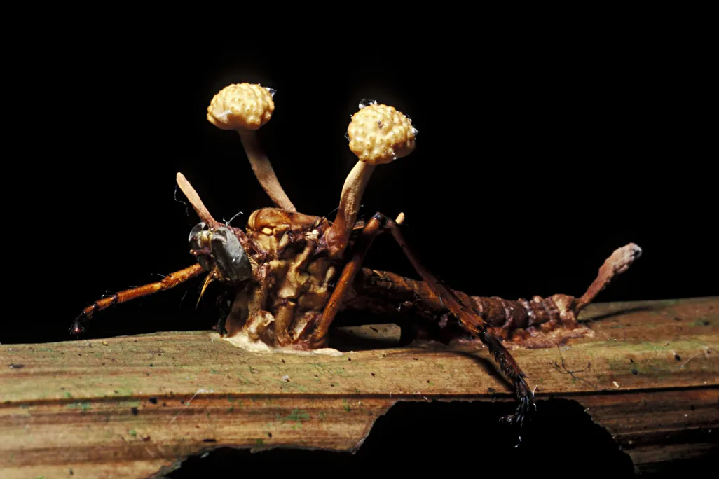 An insect with a parasitic fungus protruding from its back.
